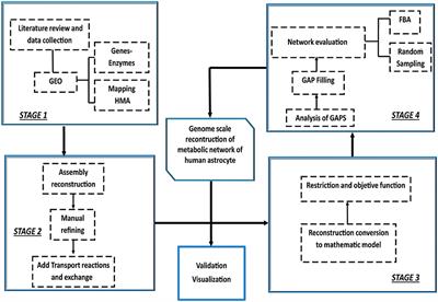 Genome-Scale Reconstruction of the Human Astrocyte Metabolic Network